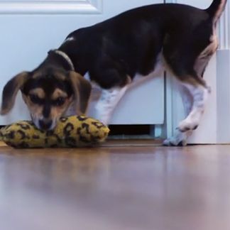 <p>Pets and floors can play together nicely. Learn how at 0:35.</p><br/>