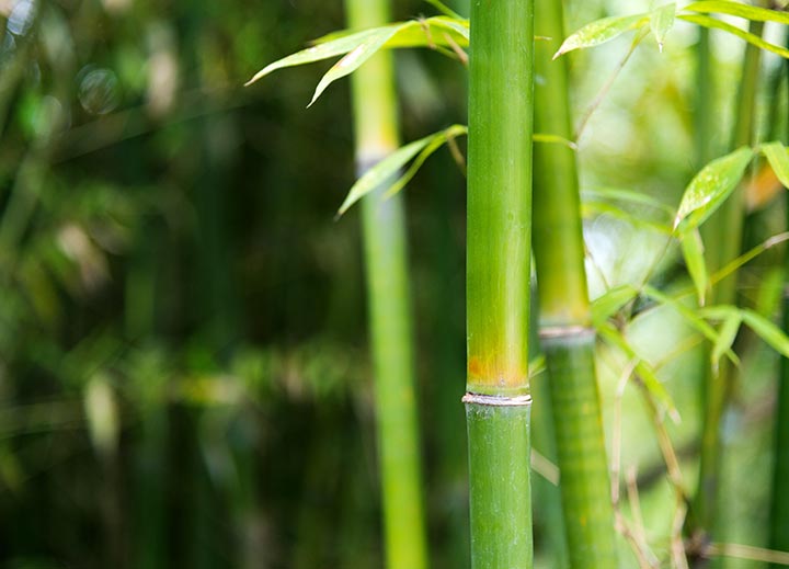 <p>Bamboo is a fast-growing grass that has a hardness similar (and often times better) than typical hardwoods. It&rsquo;s considered a green option since it grows without fertilizers or pesticides and needs very little water. Bamboo matures at a much faster rate than trees. Bamboo takes about 3-7 years to mature whereas trees need decades to mature. This means that bamboo can be harvested faster and more frequently than hardwood.</p><br/>